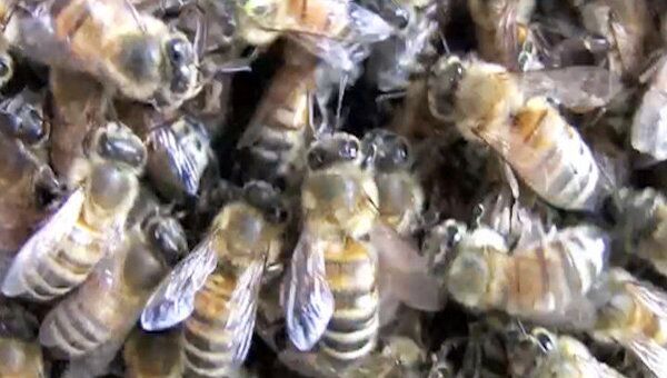 Новое место для дворца королевы пчелы выбирают, бодая товарищей