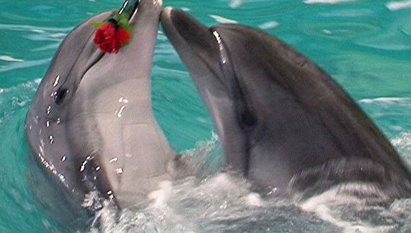 Дельфин с цветами в зубах кружил партнершу в танго на ВВЦ в Москве