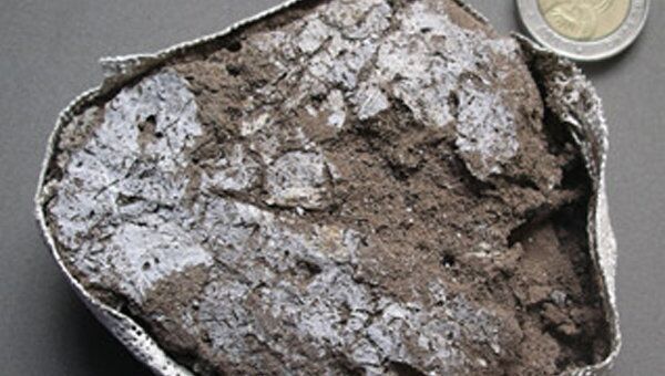 Лист растения из древнего матраса, сохранившийся в виде окаменелости