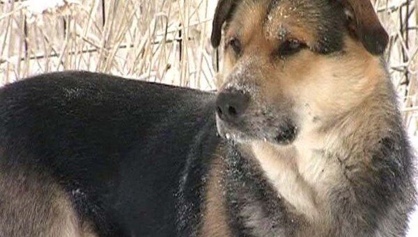 Якутский Хатико: собачья верность в 50-градусный мороз