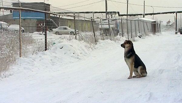Пес по кличке Хатико в Якутске, который стерег труп собаки