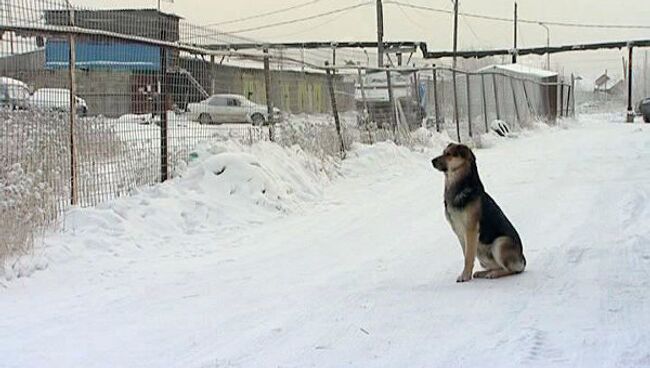 Пес по кличке Хатико в Якутске