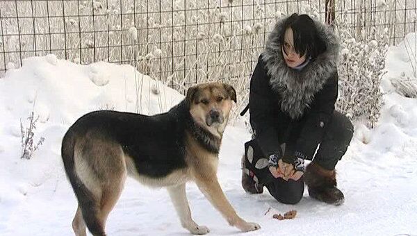 Пес по кличке Хатико в Якутске, который стерег труп собаки