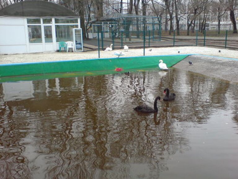 Тогда на излечение ее взяли орнитологи городского парка – бл