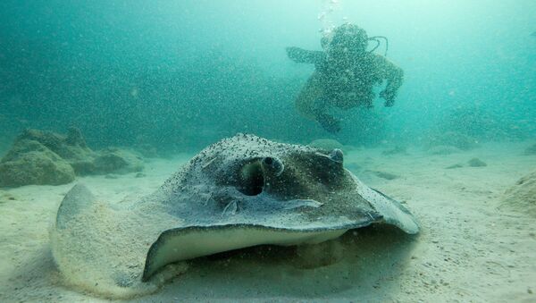 Подводный мир. Остров Кокос. Архивное фото