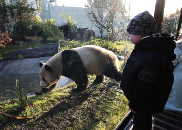 Гигантская панда Ян Гуан прогуливается в своем новом доме в в Эдинбургском зоопарке