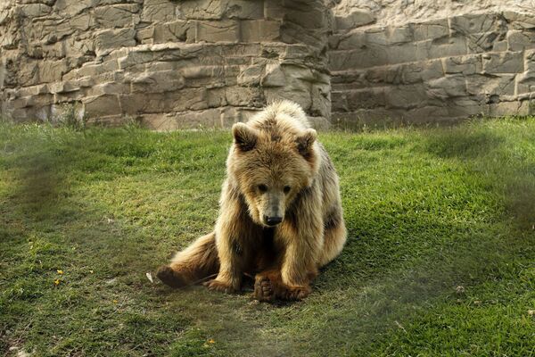 Медведь гризли в зоопарке в Лиме