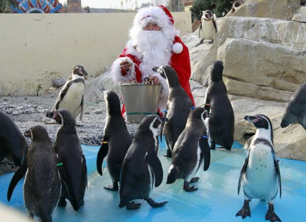 Женщина, одетая в Санта Клауса, кормит пингвинов в аквапарке Франции