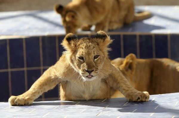 Четырехмесячный львенок в зоопарке Иордании