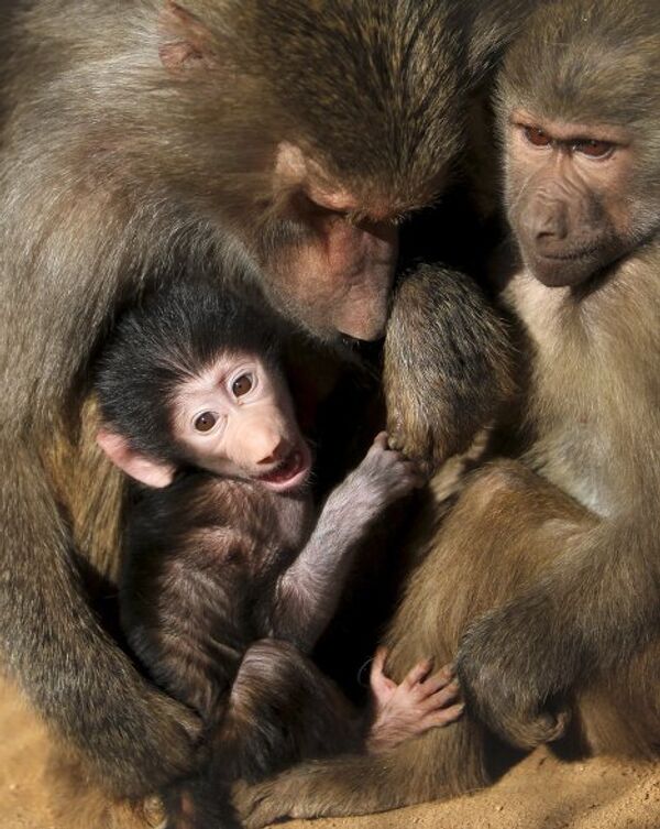 Семья бабуинов в зоопарке Иордании