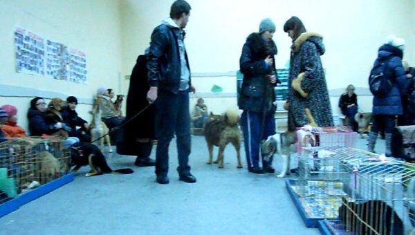 Благотворительная выставка бездомных животных 