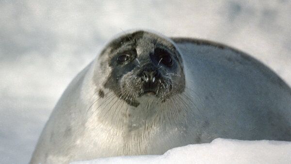 Суда в Белом море будут обходить залежки тюленей