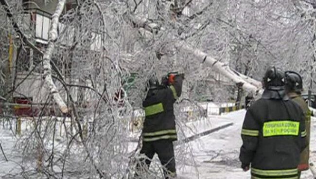 Обледеневшие береза и бетонный столб рухнули на востоке Москвы 