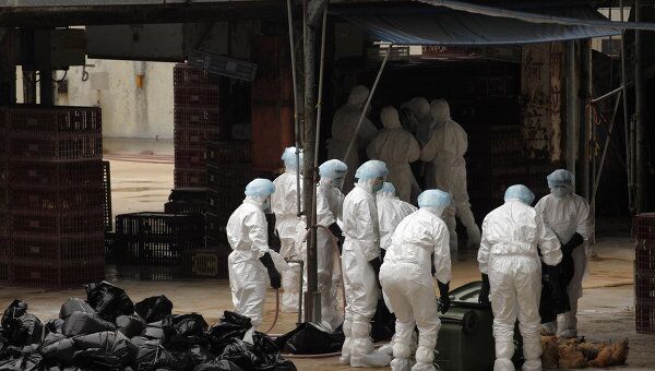 Уничтожение птиц на одном из оптовых рынков Гонконга после объявления вспышки H5N1