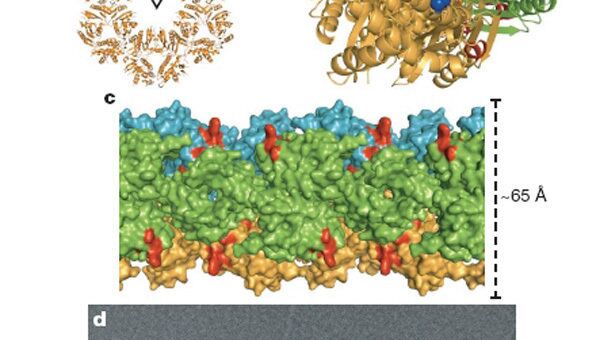 Структура «трубочек», образованных белком NS1, защищающих вирус птичьего гриппа от иммунной реакции