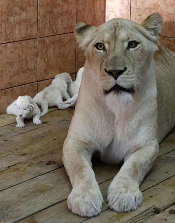 Четыре львенка родились в зоопарке Белграда