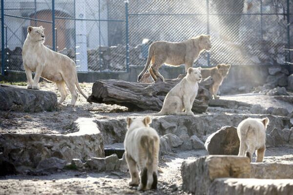 Четыре львенка родились в зоопарке Белграда