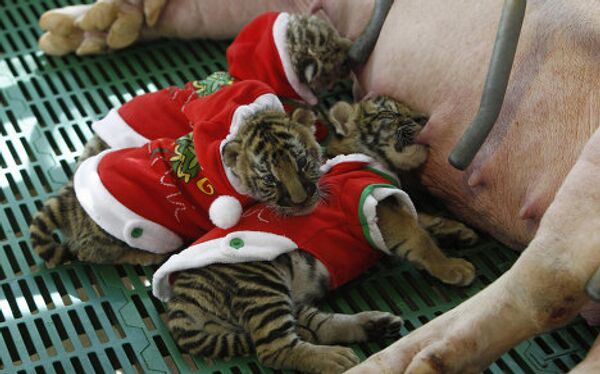 Тигрята в костюмах Санта-Клауса в зоопарке Сирача в Таиланде