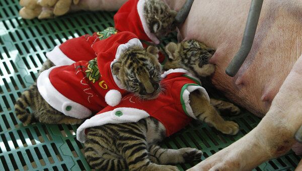 Тигрята в костюмах Санта-Клауса в зоопарке Сирача в Таиланде