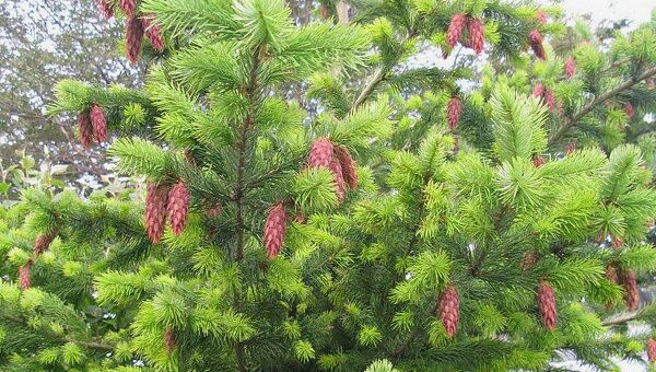 Кампания по утилизации рождественских елок началась в Австрии