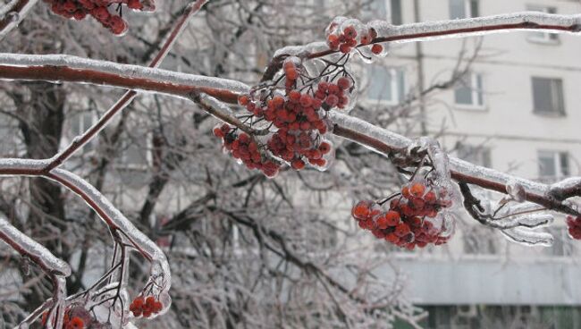 Последствия ледяного дождя. Архив