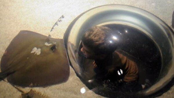 Живых электрических скатов гладят посетители аквариума в Хьюстоне