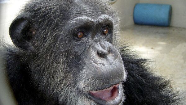 Шимпанзе Чита, сыгравший в фильмах о Тарзане в 1930-х, скончался в США