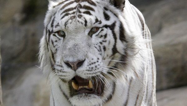 Бенгальский тигр в Московском зоопарке. Архивное фото