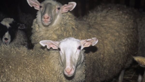 Овцы. Архивное фото