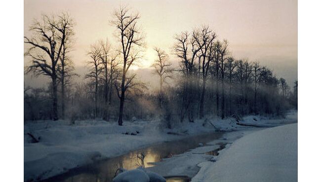 Зимний лес. Архив