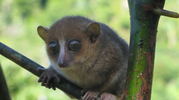 Лемур Microcebus gerpi - новый вид приматов, обнаруженный на востоке Мадагаскара