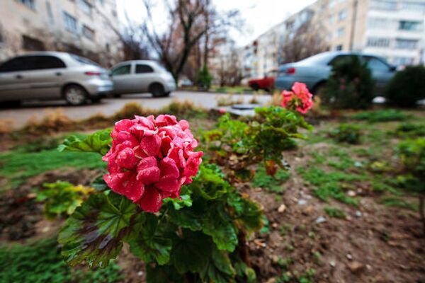 Цветы в январе: аномально теплая зима в Севастополе
