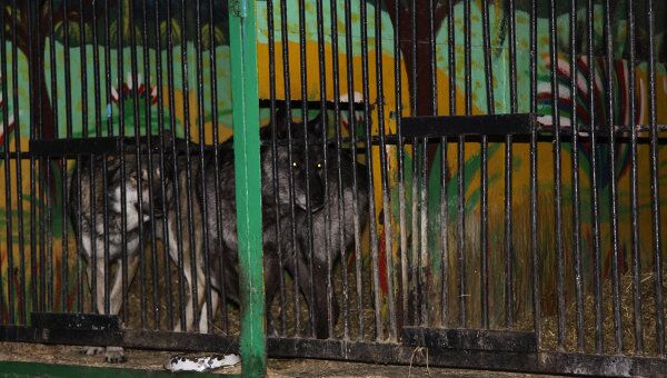 Передвижной зоопарка Лигер в Благовещенске, в котором тигр напал на ребенка. Архив