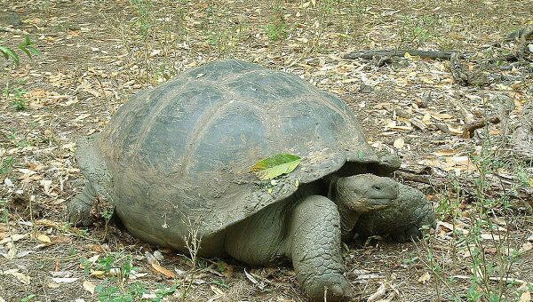 Галапагосская черепаха. Архив