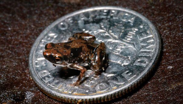 Самая маленькая лягушка - Paedophryne amauensis - на десятицентовой монете