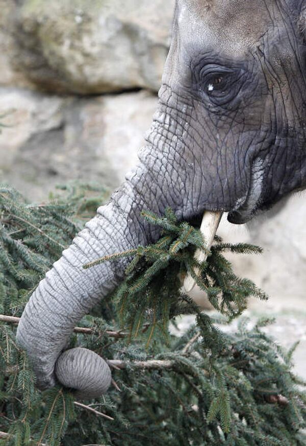 Слон ест елку взоопарке Вены