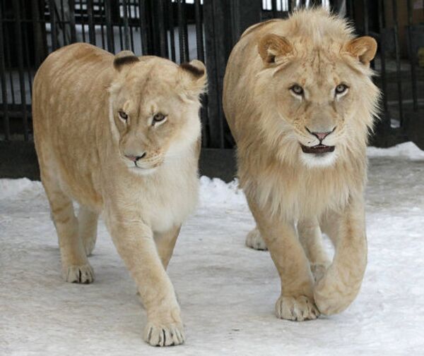 Белые африканские львы в зоопарке Красноярска