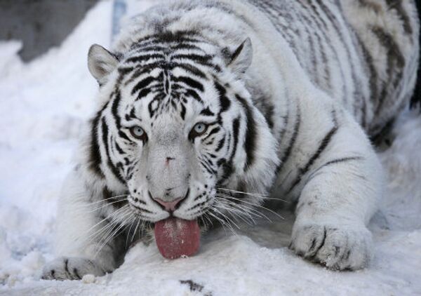 Белый бенгальский тигр в зоопарке Красноярска