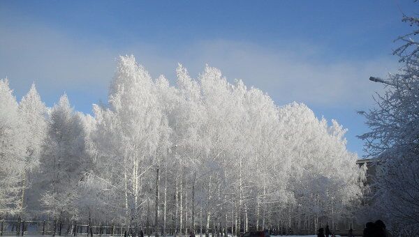 Внезапные морозы украсили новосибирские деревья инеем
