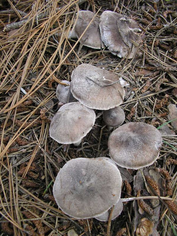 В январе в Севастополе продолжается грибной сезон