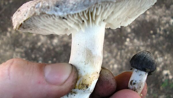 В январе в Севастополе продолжается грибной сезон