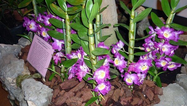 III Зимний фестиваль орхидей в Аптекарском огороде http://w
