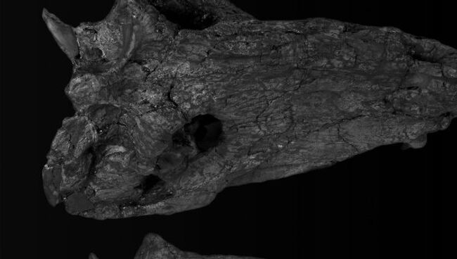 Череп Pampaphoneus biccai, добытый на поле фермы в южной Бразилии Череп Pampaphoneus biccai, добытый на поле фермы в южной Бразилии