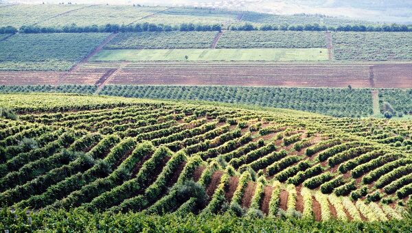 Виноградники в Молдавии 