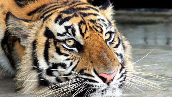 Суматранский тигр