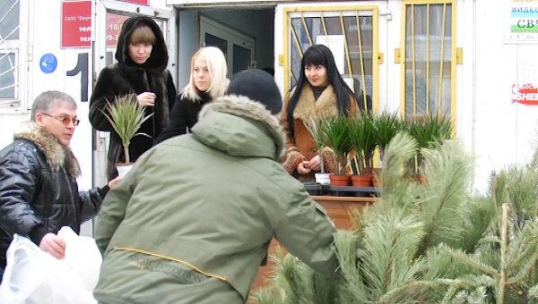 Жители Ставрополя обменяли больше сотни новогодних елок на пальмы