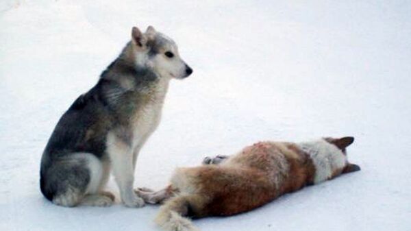 Расстрел собак в поселке Мархав пригороде Якутска