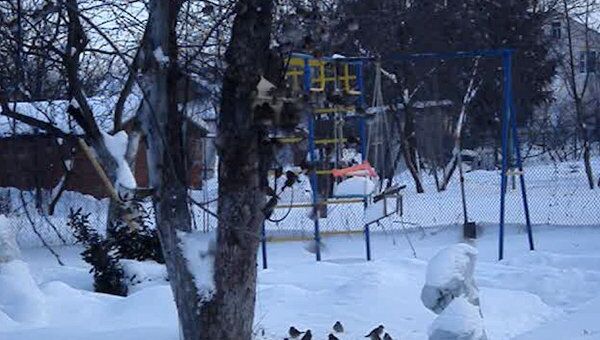 Московские птицы борются за выживание в морозы: им нужна помощь людей