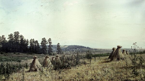 Картина Ивана Шишкина Поле в Полесье. Архивное фото