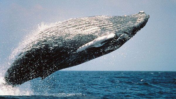 Прыжок горбатого кита. Архивное фото